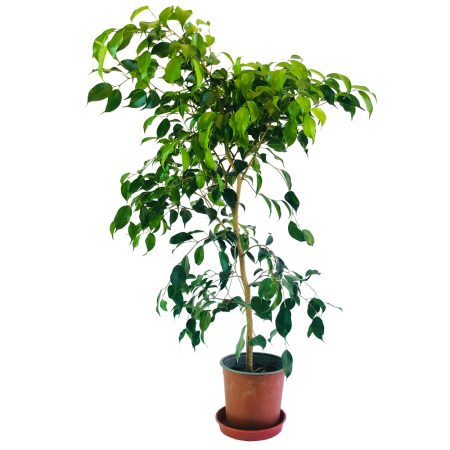 Ficus benjamina