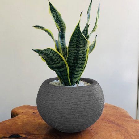 Maceta Lobelia + Planta Sansevieria