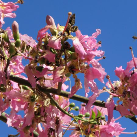 Ceiba speciosa (Palo borracho)