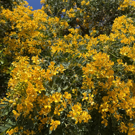 Senna candolleana - Quebracho