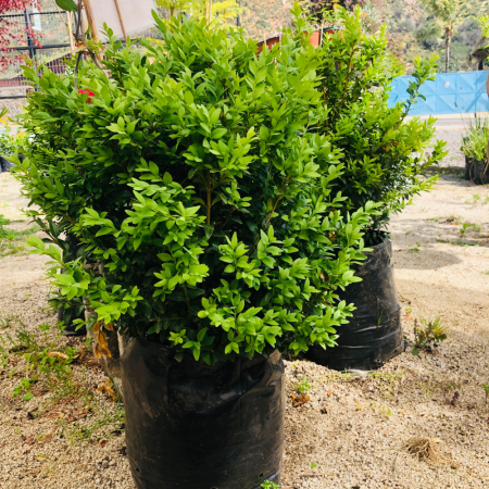 Buxus Sempervirens - Boj