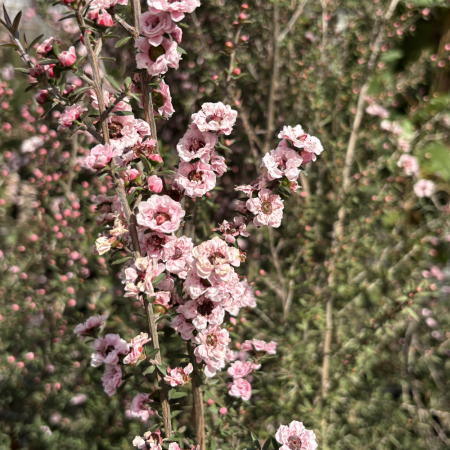 Leptospermum - Leptospermo