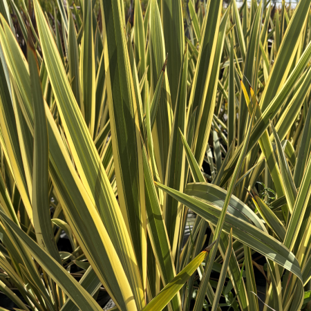 Pita variegada - Phormiun tenax