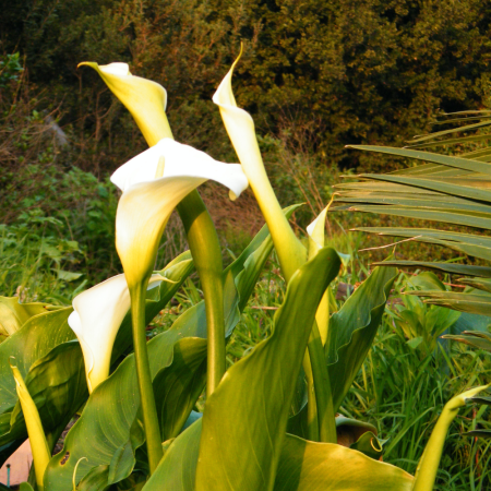 Zantedeschia aethiopica - Cala