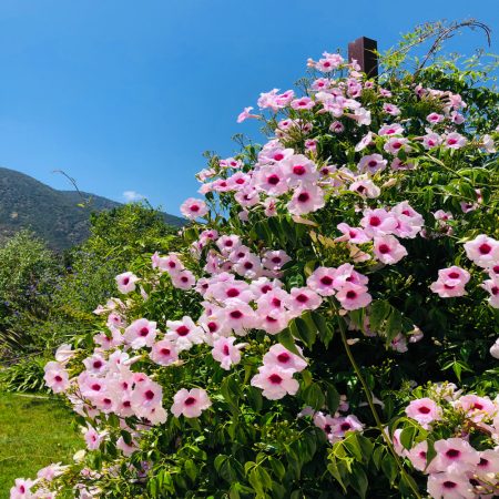 Pandoraea Jazminoides Bignonia Copa de Vino