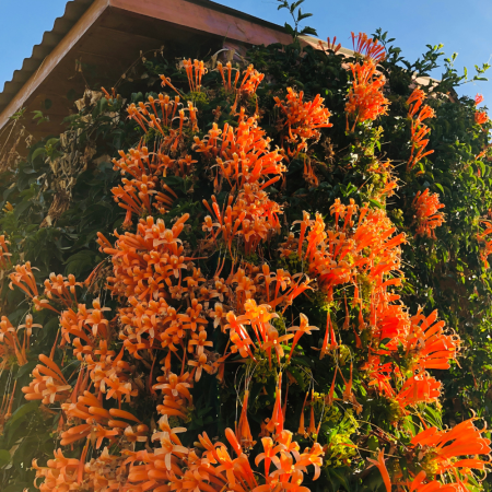 Pyrostegia venusta - Bignonia naranja