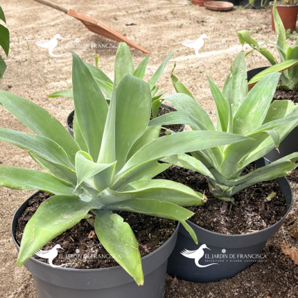 Agave Attenuata - Agave atenuado