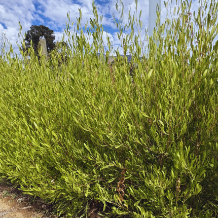 Dononaea Viscosa - Stenocarpo