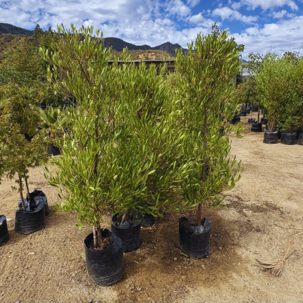 Dononaea Viscosa - Stenocarpo XL