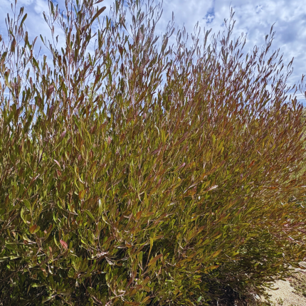 Dononaea Viscosa Atropurpurea - Stenocarpo Rojo