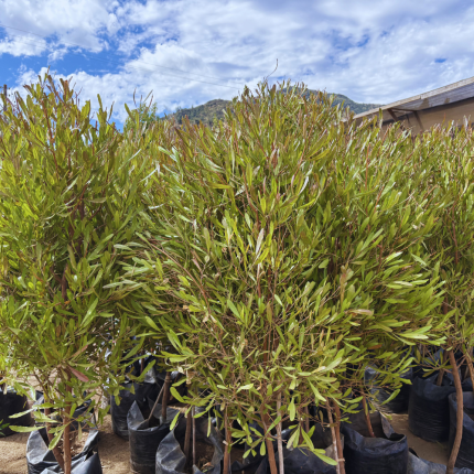 Dononaea Viscosa Atropurpurea - Stenocarpo Rojo XL