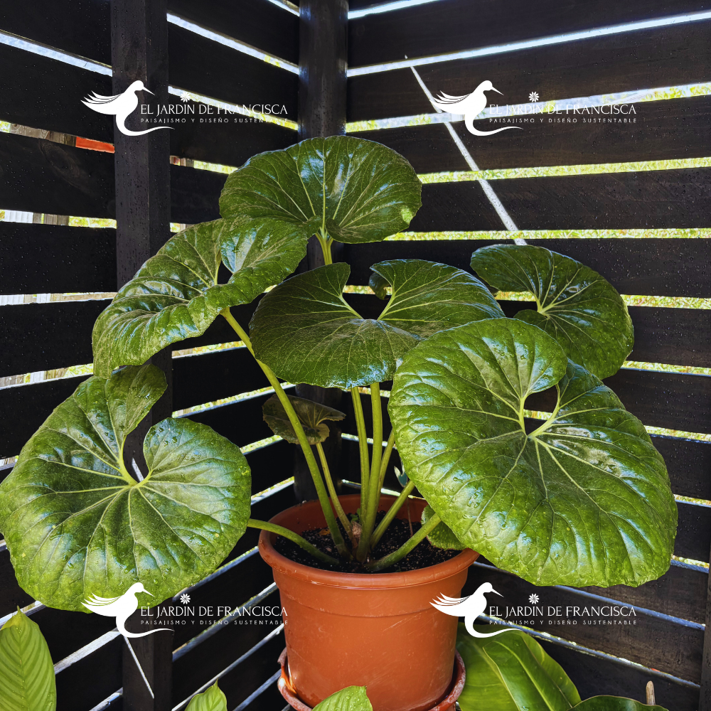 Farfugium Japonicum - Boina Vasca 1