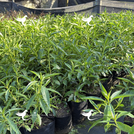 Myosporum Laetum - Miosporo o Mioporo