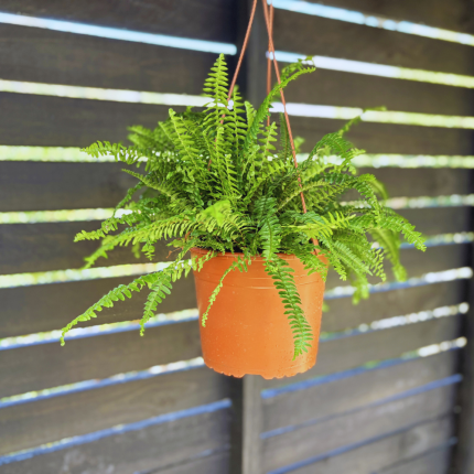 Nephrolepis Exalta - Helecho Boston