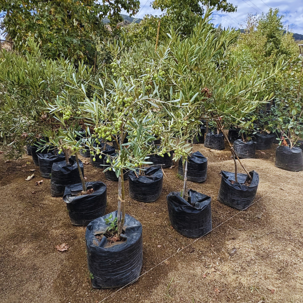 Olea europaea - Olivo XL 1