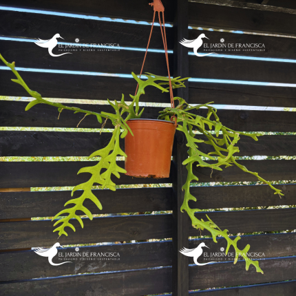 Selenicereus Anthonyanus - Cactus Zig Zag